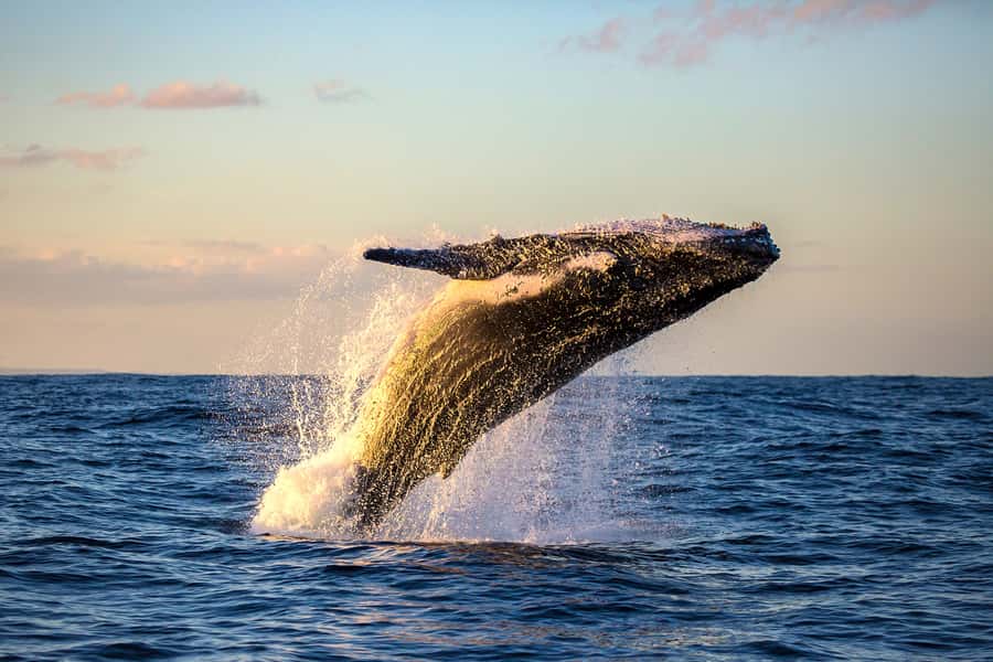 Whale Watch Sail Ma'alaea - Ocean Spirit Comfort and the Onboard Extras That Add Up