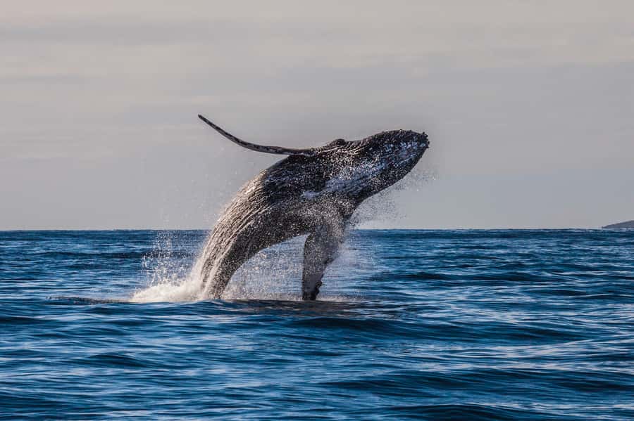 Whale Watch Sail Ma'alaea - Price and Value: Is $111 Worth It?