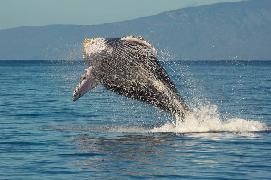 Whale Watch Sail Ma'alaea - Who This Tour Fits Best