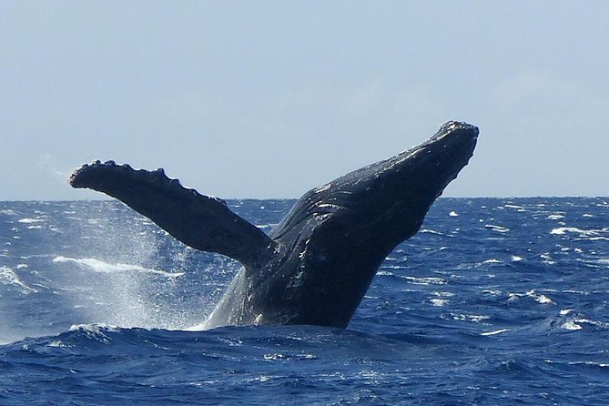 Whalewatch Deluxe Tour from Ma'alaea Harbor - Key points to know before you go