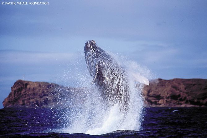Whalewatch Deluxe Tour from Ma'alaea Harbor - Maalaea Harbor whale watching: why this launch point works