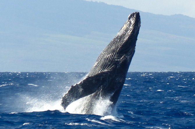Whalewatch Deluxe Tour from Ma'alaea Harbor - Lunch onboard and drink perks: what’s included, what to confirm