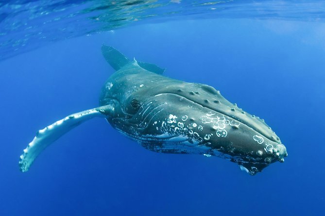 Whalewatch Deluxe Tour from Ma'alaea Harbor - The sightings guarantee: how the free return actually helps