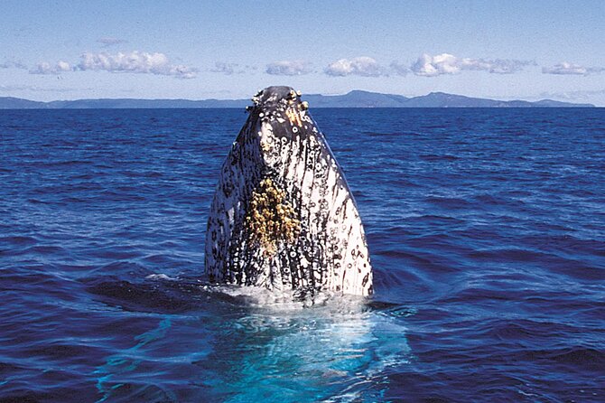 Whalewatch Deluxe Tour from Ma'alaea Harbor - Crew interpretation and what makes the experience feel deluxe