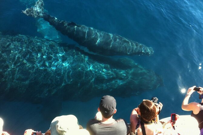 Whalewatch Deluxe Tour from Ma'alaea Harbor - Price and value: does $158 make sense here?