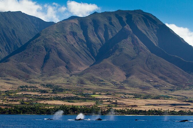 Whalewatch Deluxe Tour from Ma'alaea Harbor - Practical logistics so your afternoon goes smoothly