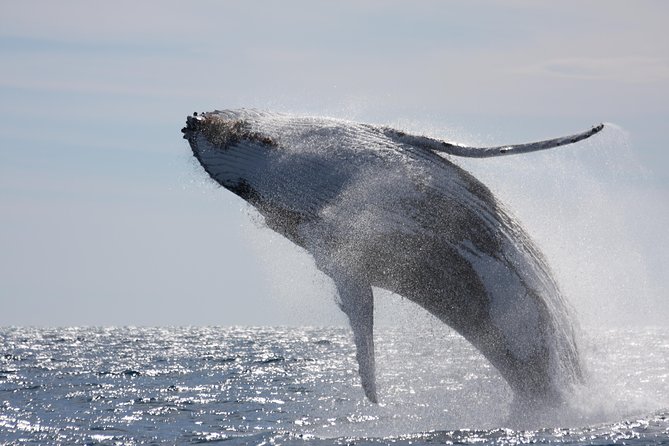 Whalewatch Deluxe Tour from Ma'alaea Harbor - The 65-foot double-decker setup and the 75-person advantage